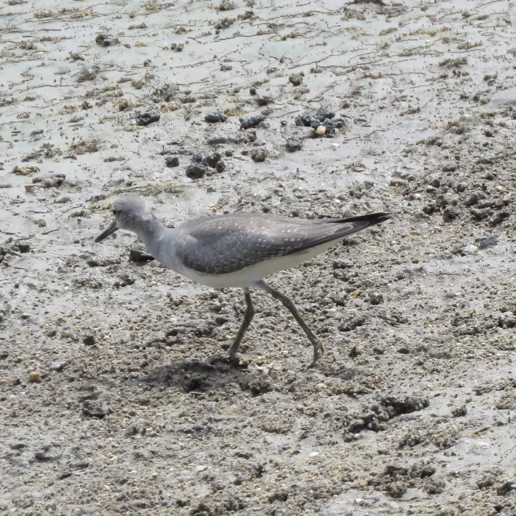 灰尾漂鹬（Tringa brevipes）