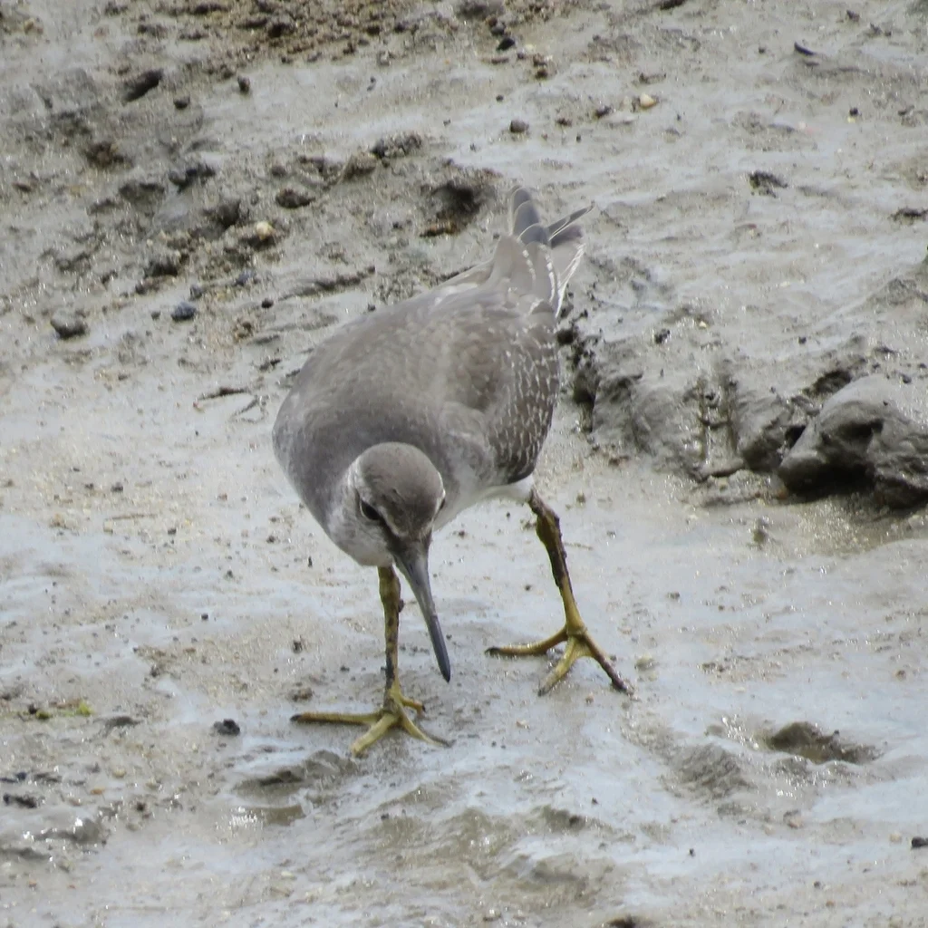 灰尾漂鹬（Tringa brevipes）