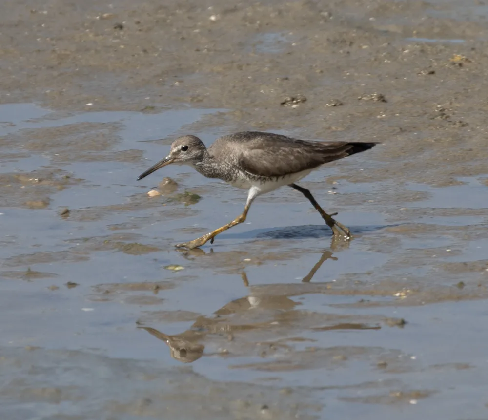 灰尾漂鹬（Tringa brevipes）