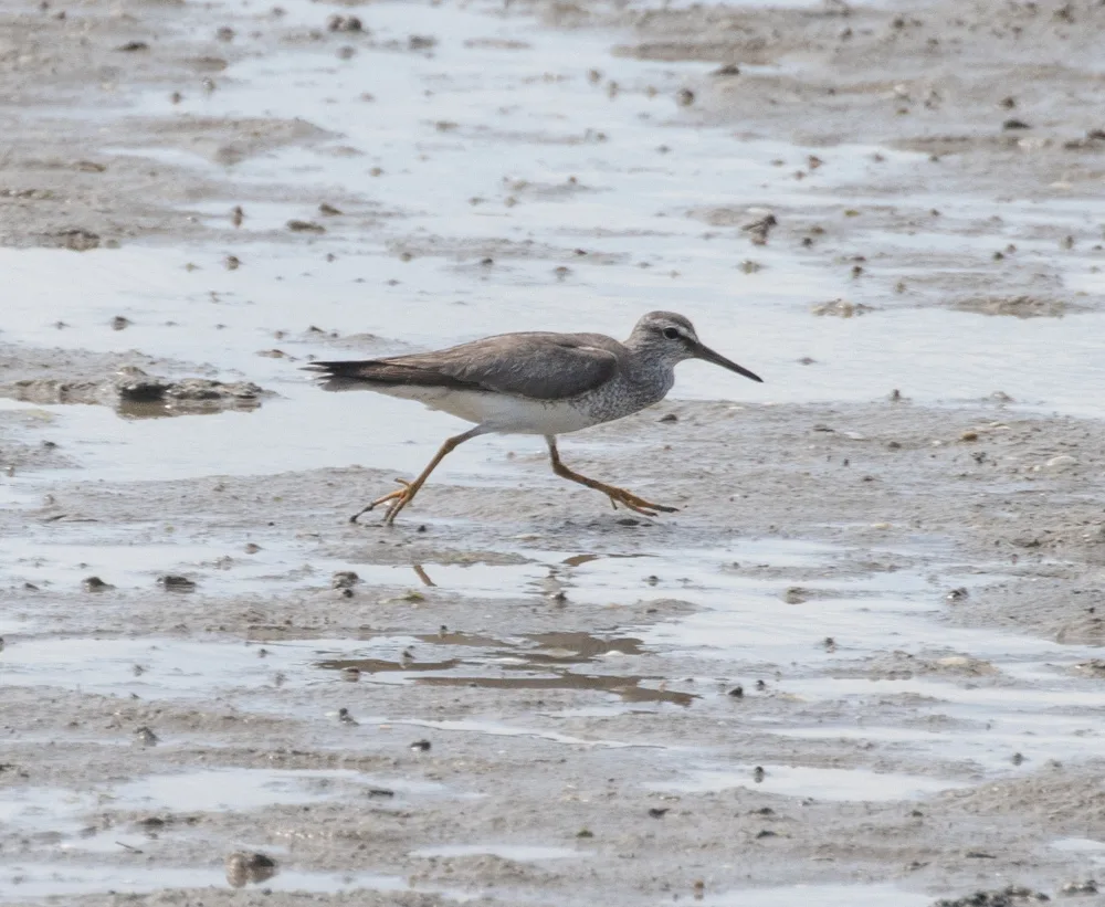 灰尾漂鹬（Tringa brevipes）