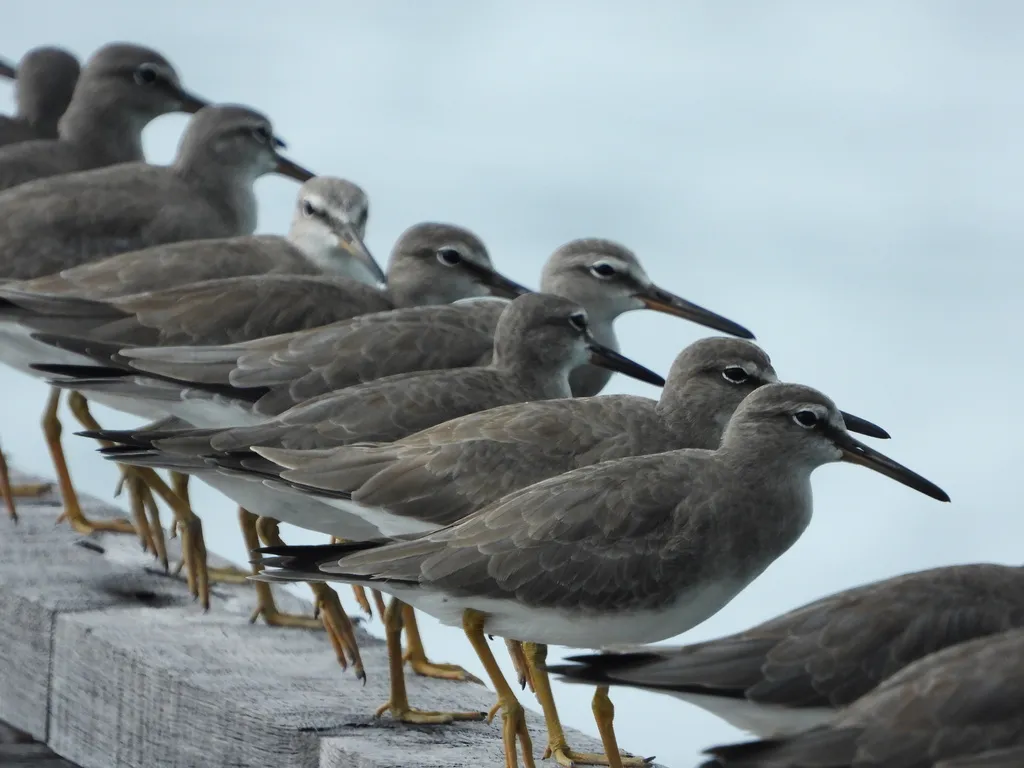 灰尾漂鹬(Tringa brevipes)