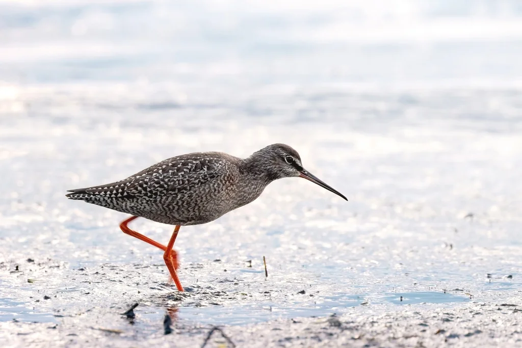 鹤鹬(Tringa erythropus)