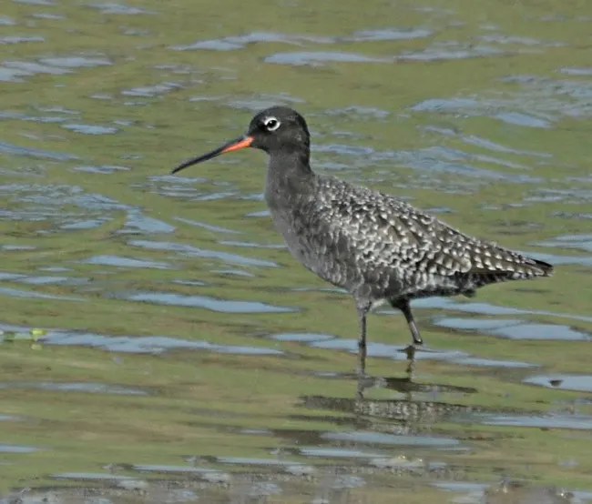鹤鹬(Tringa erythropus)