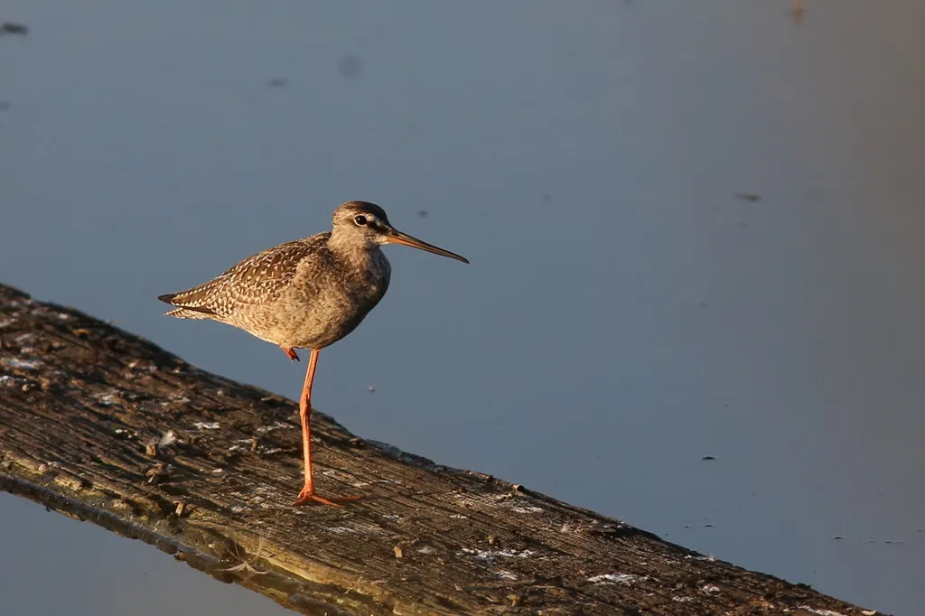 鹤鹬(Tringa erythropus)