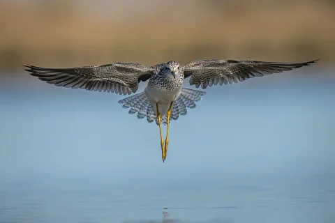 小黄脚鹬