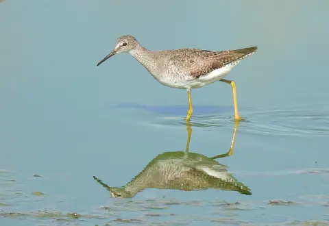 小黄脚鹬