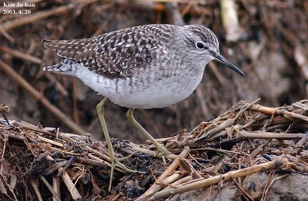 林鹬(Tringa glareola)