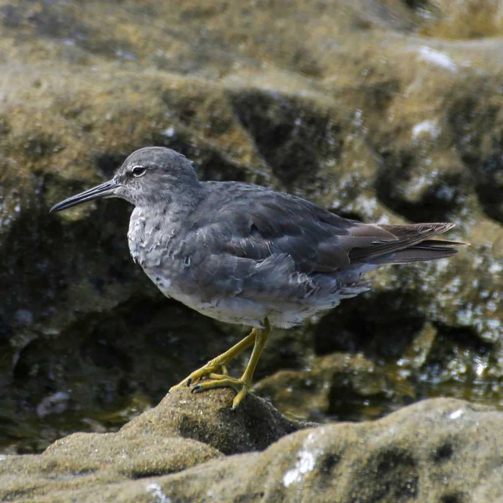 漂鹬(Tringa incana)