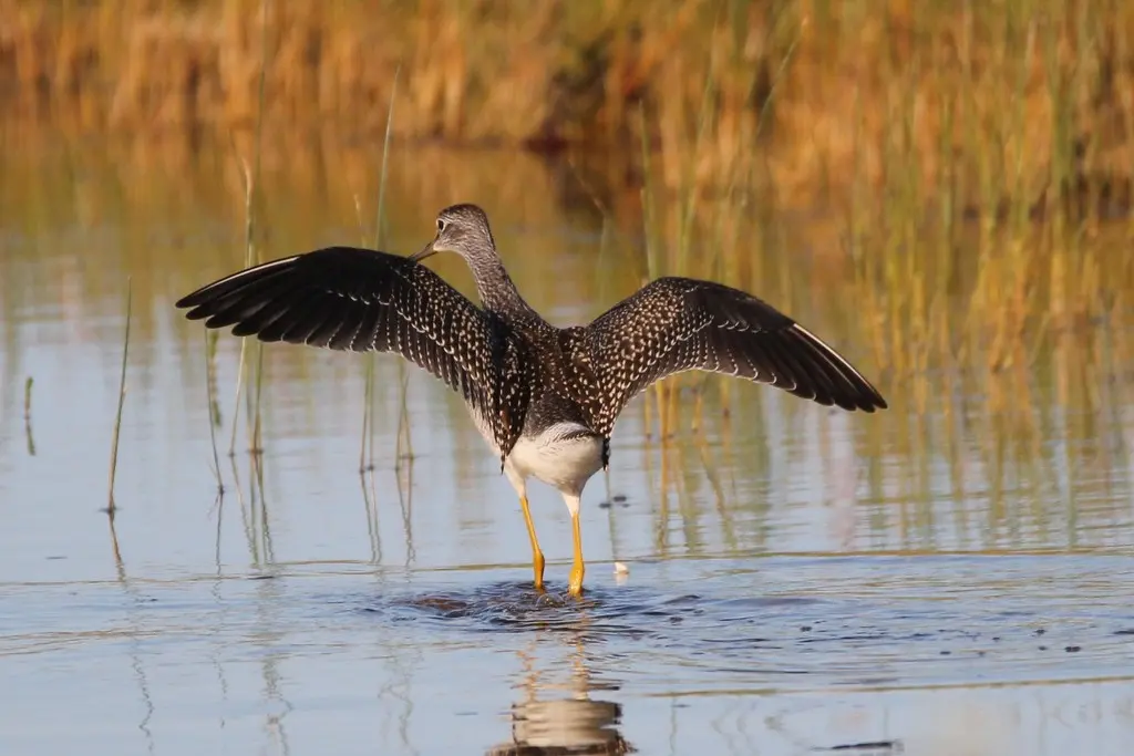 大黄脚鹬(Tringa melanoleuca)