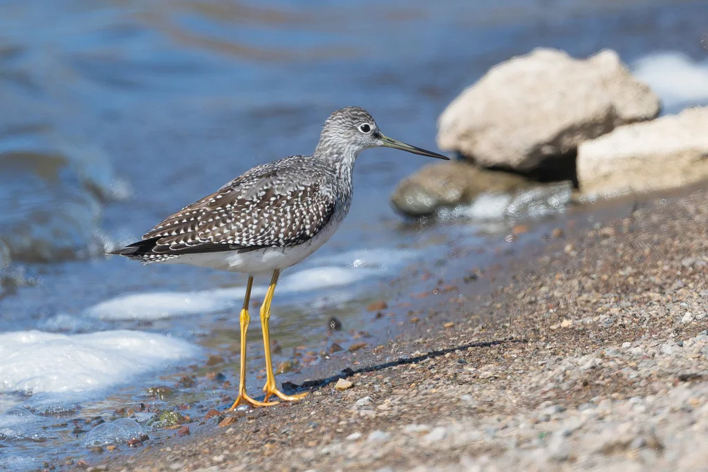 大黄脚鹬(Tringa melanoleuca)