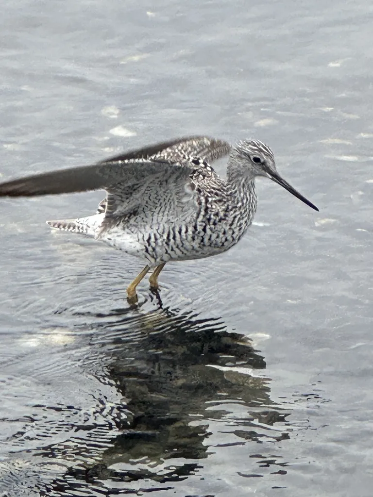 大黄脚鹬(Tringa melanoleuca)