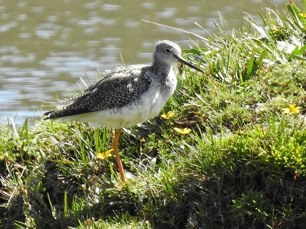 大黄脚鹬(Tringa melanoleuca)