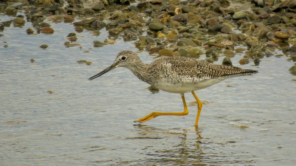 大黄脚鹬(Tringa melanoleuca)