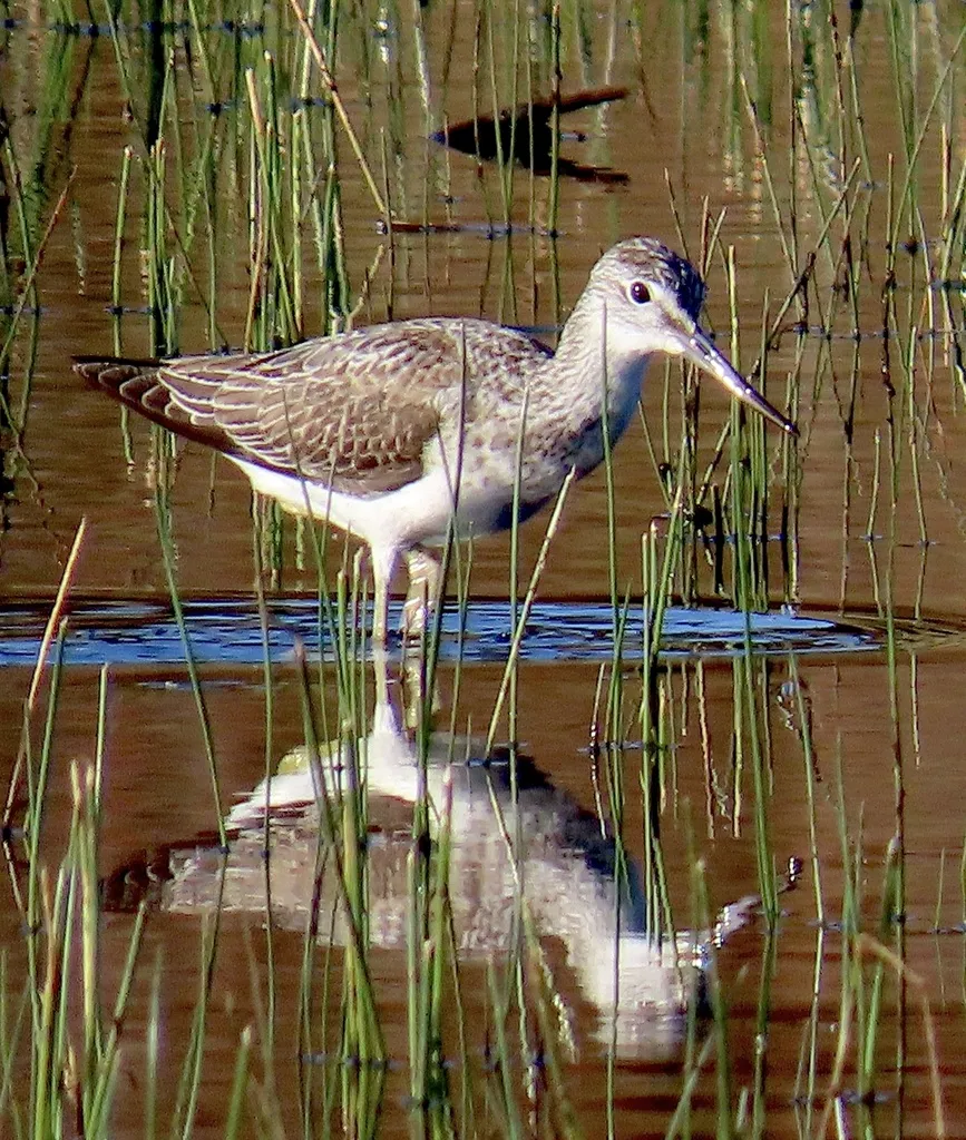 青脚鹬(Tringa nebularia)
