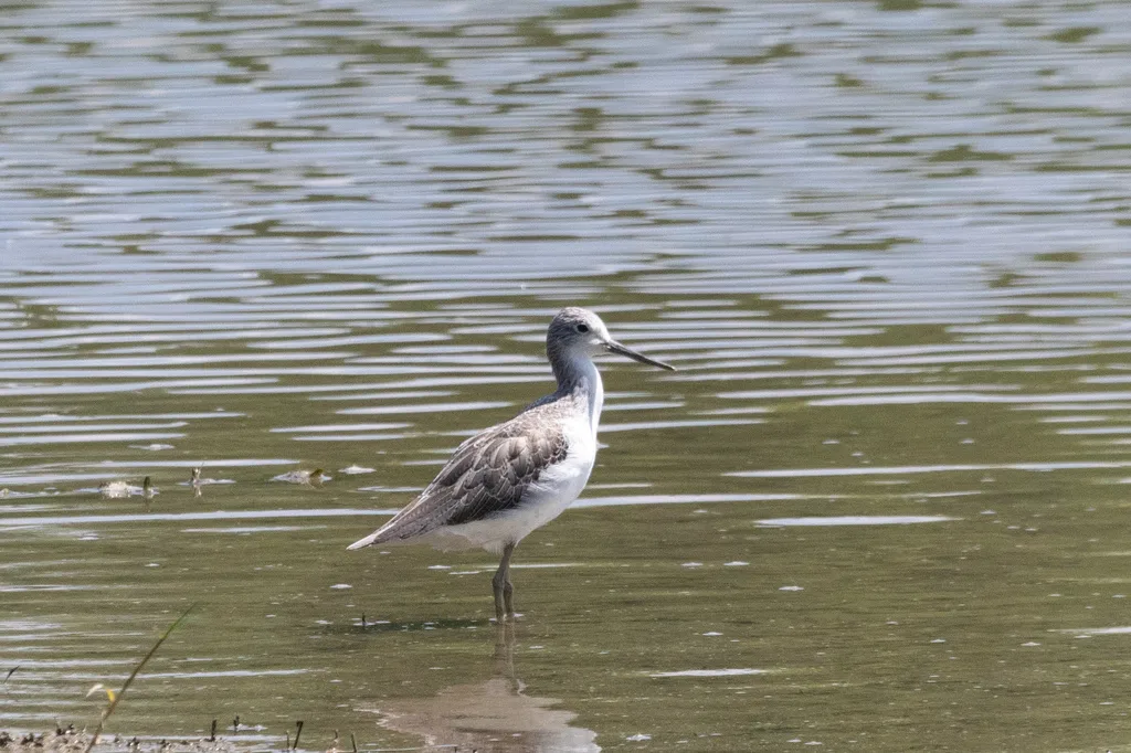 青脚鹬(Tringa nebularia)