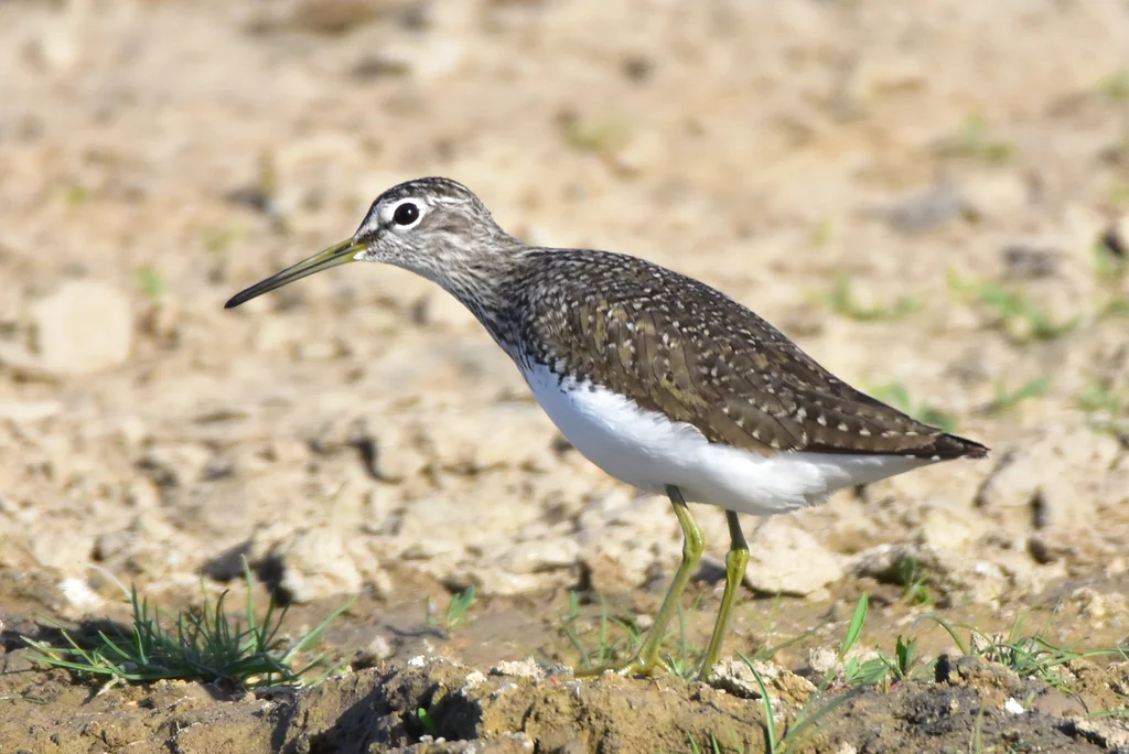 白腰草鹬（Tringa ochropus）