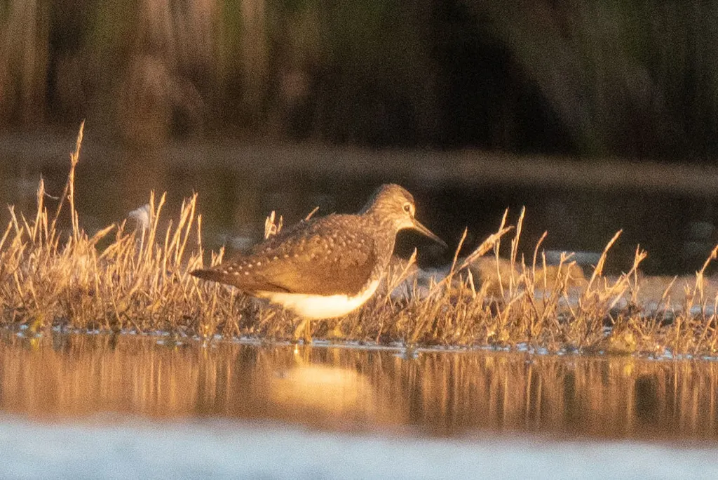 白腰草鹬（Tringa ochropus）
