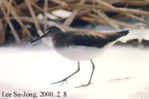白腰草鹬（Tringa ochropus）