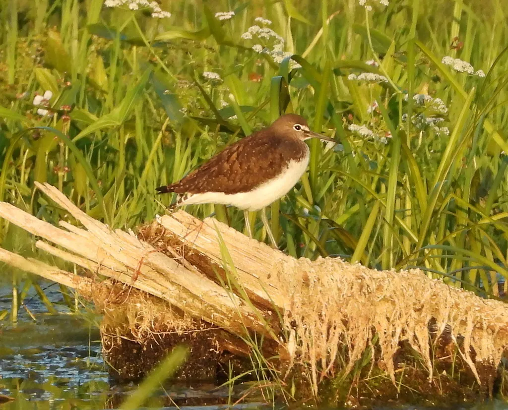 白腰草鹬（Tringa ochropus）