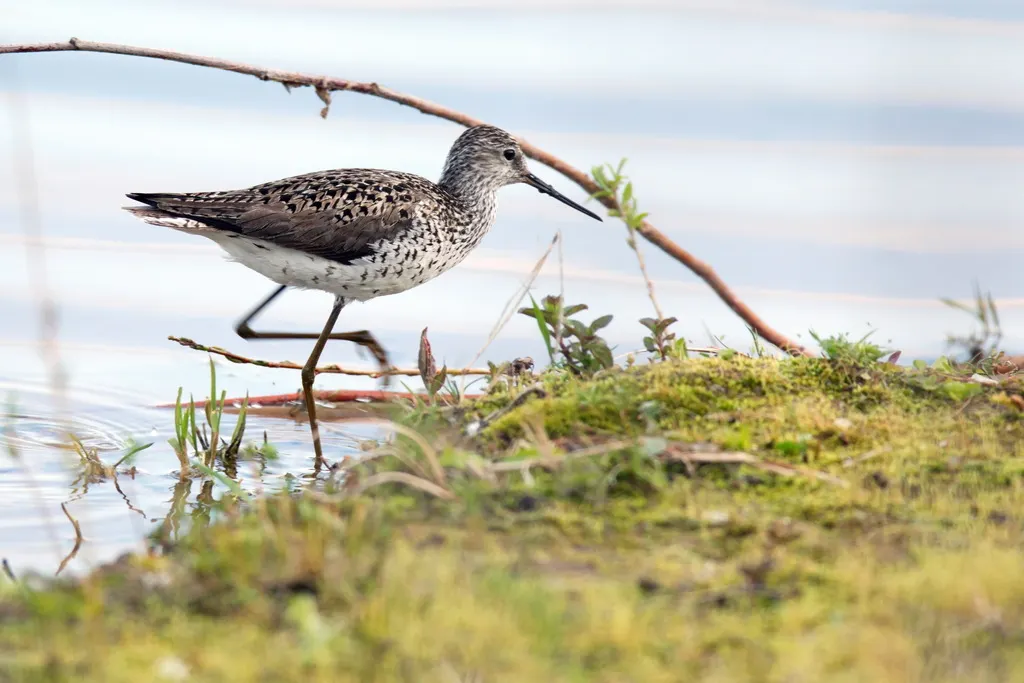 泽鹬(Tringa stagnatilis)