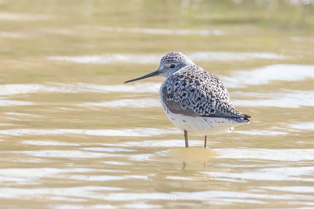 泽鹬(Tringa stagnatilis)