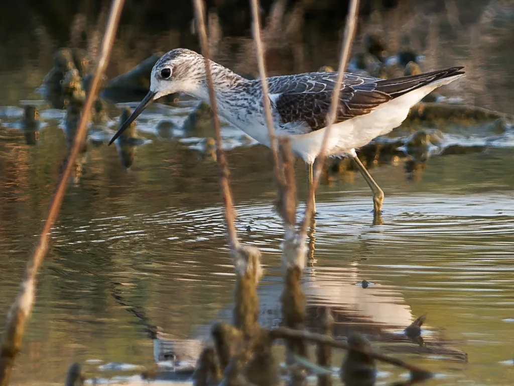 泽鹬(Tringa stagnatilis)