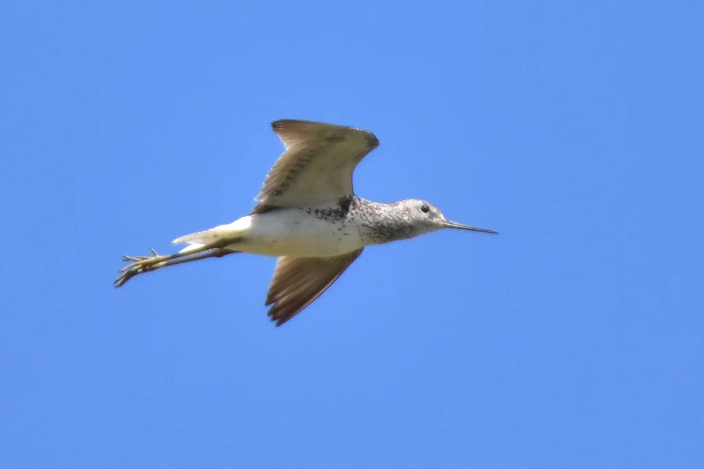 泽鹬(Tringa stagnatilis)