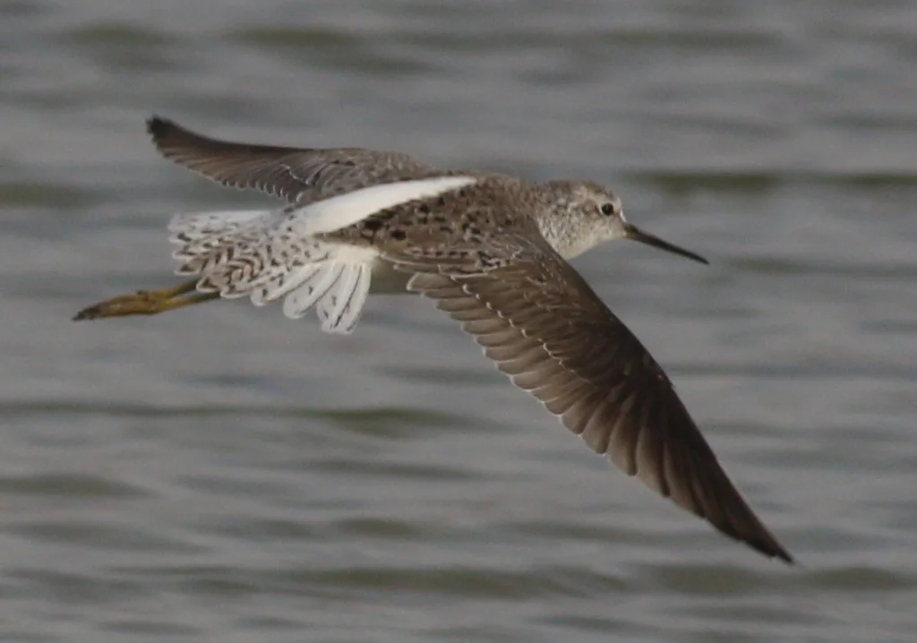 泽鹬(Tringa stagnatilis)
