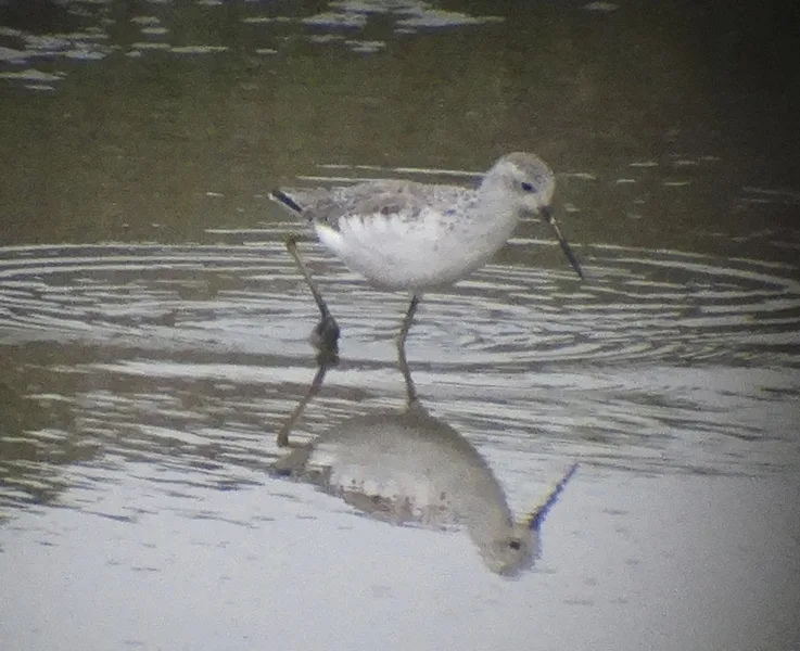 泽鹬(Tringa stagnatilis)