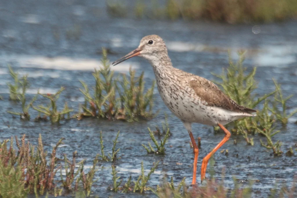 红脚鹬(Tringa totanus)