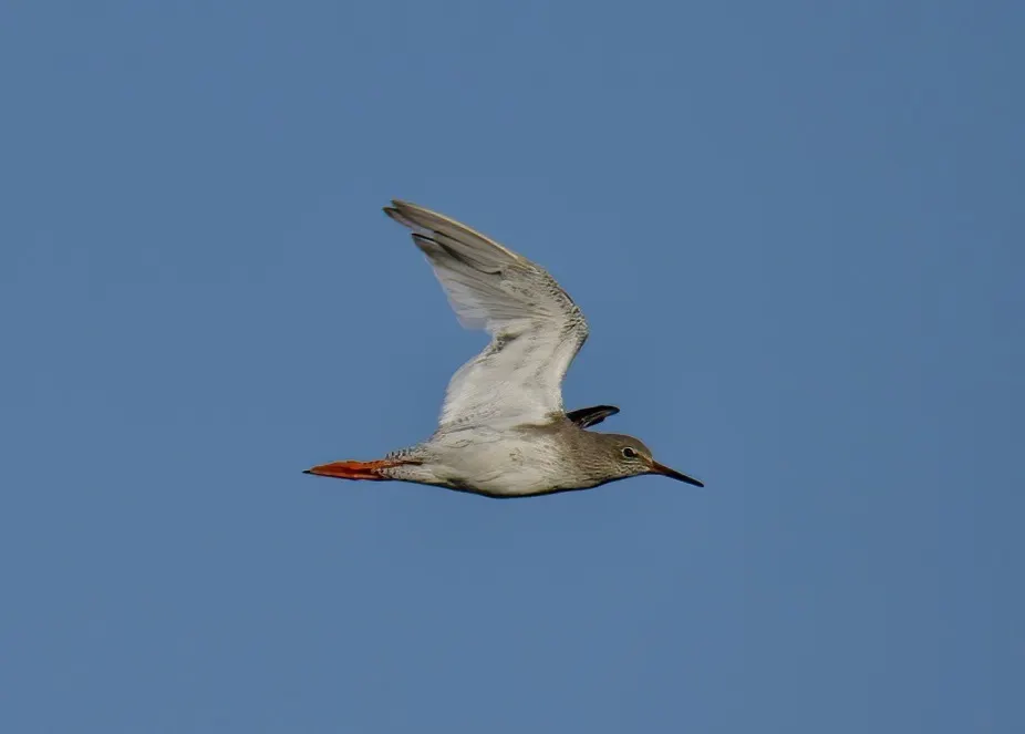 红脚鹬(Tringa totanus)