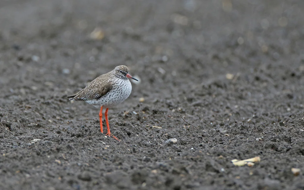 红脚鹬(Tringa totanus)