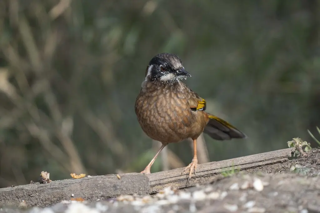 黑顶噪鹛（Trochalopteron affine）