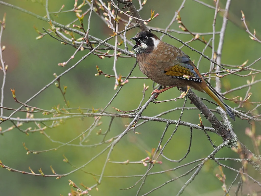 黑顶噪鹛（Trochalopteron affine）