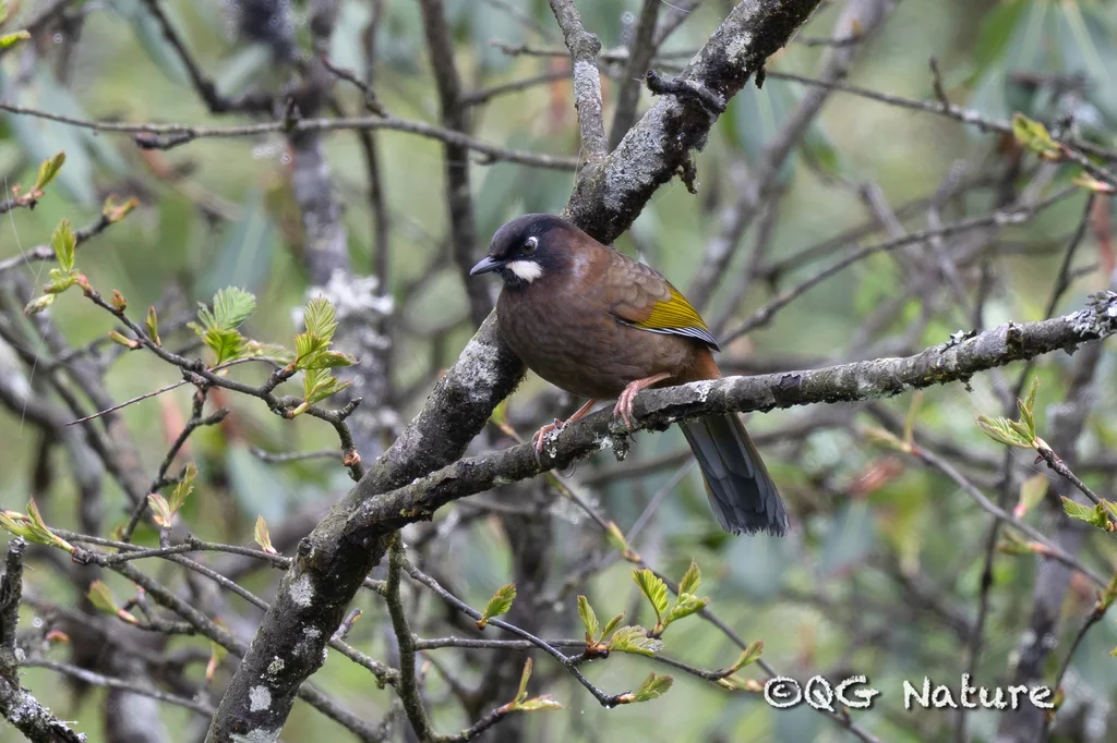 黑顶噪鹛（Trochalopteron affine）