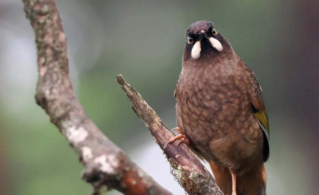 黑顶噪鹛(Trochalopteron affine)