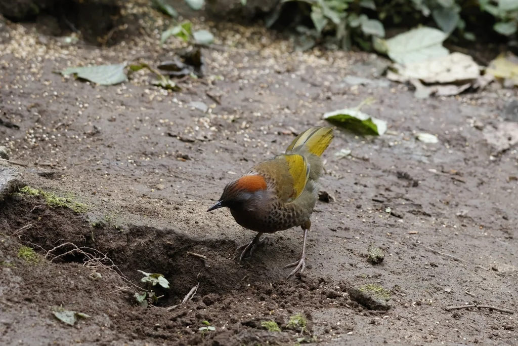 金翅噪鹛(Trochalopteron chrysopterum)
