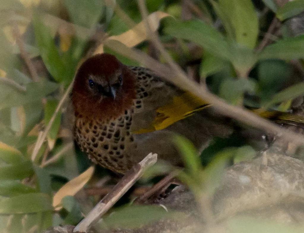金翅噪鹛(Trochalopteron chrysopterum)