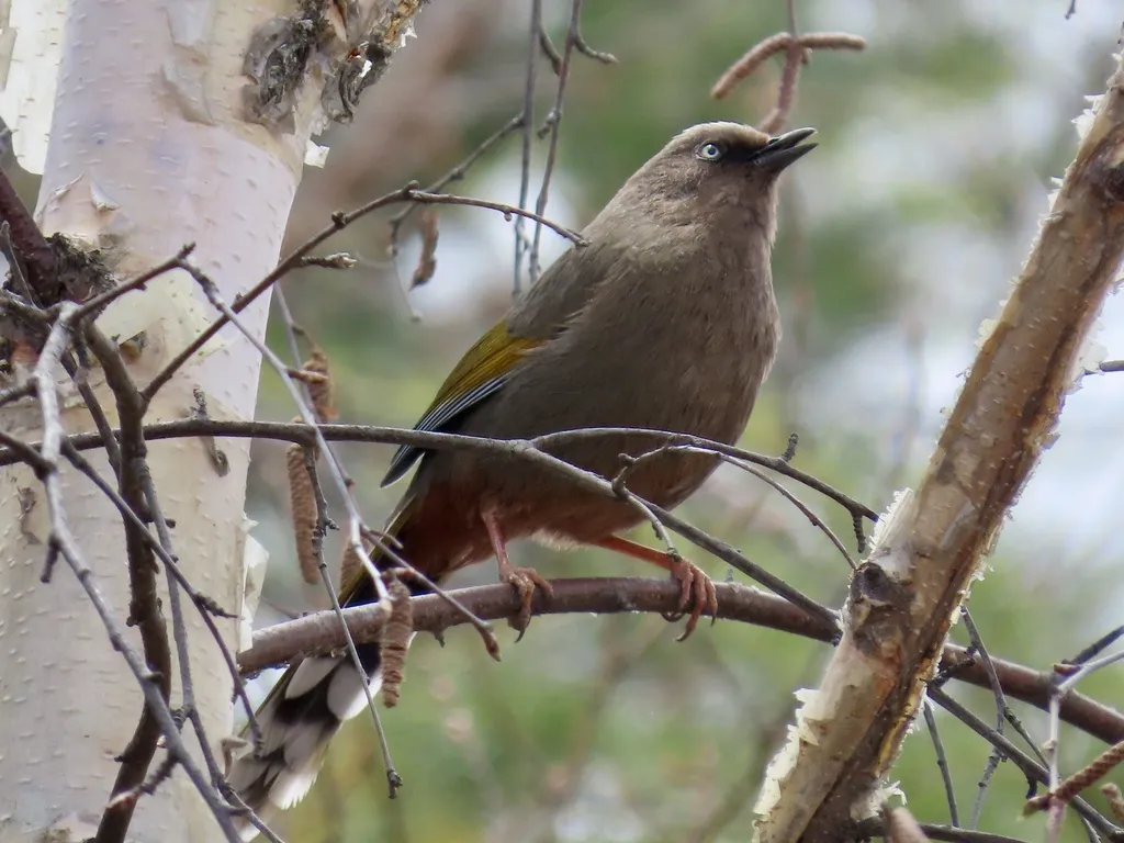 橙翅噪鹛(Trochalopteron elliotii)
