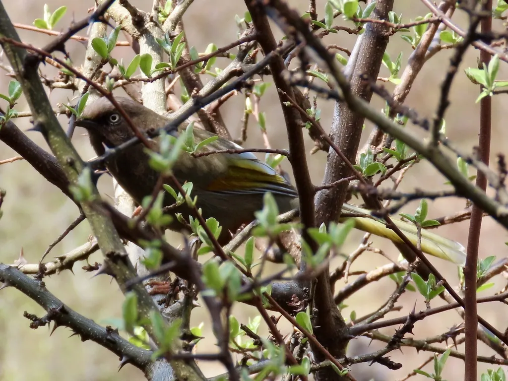 橙翅噪鹛(Trochalopteron elliotii)