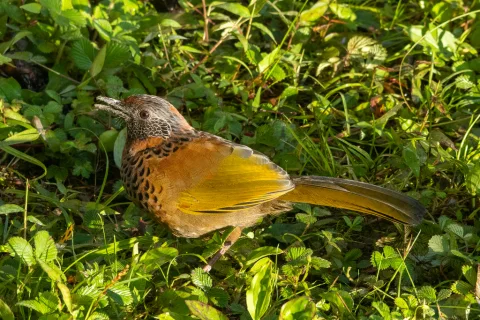 红头噪鹛