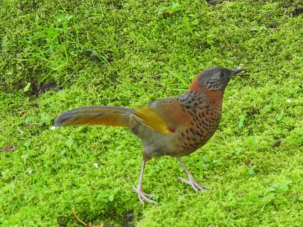 红头噪鹛(Trochalopteron erythrocephalum)