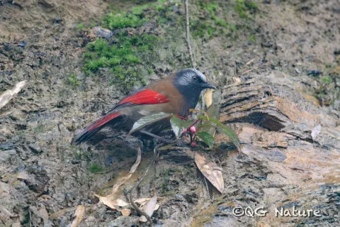 丽色噪鹛