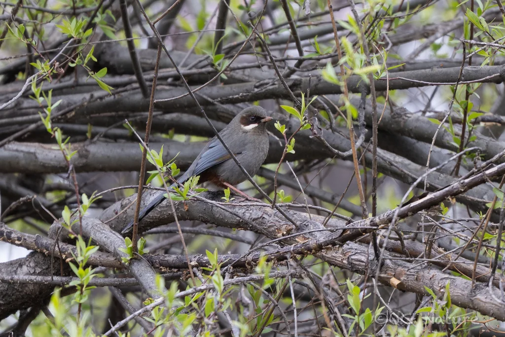 灰腹噪鹛(Trochalopteron henrici)