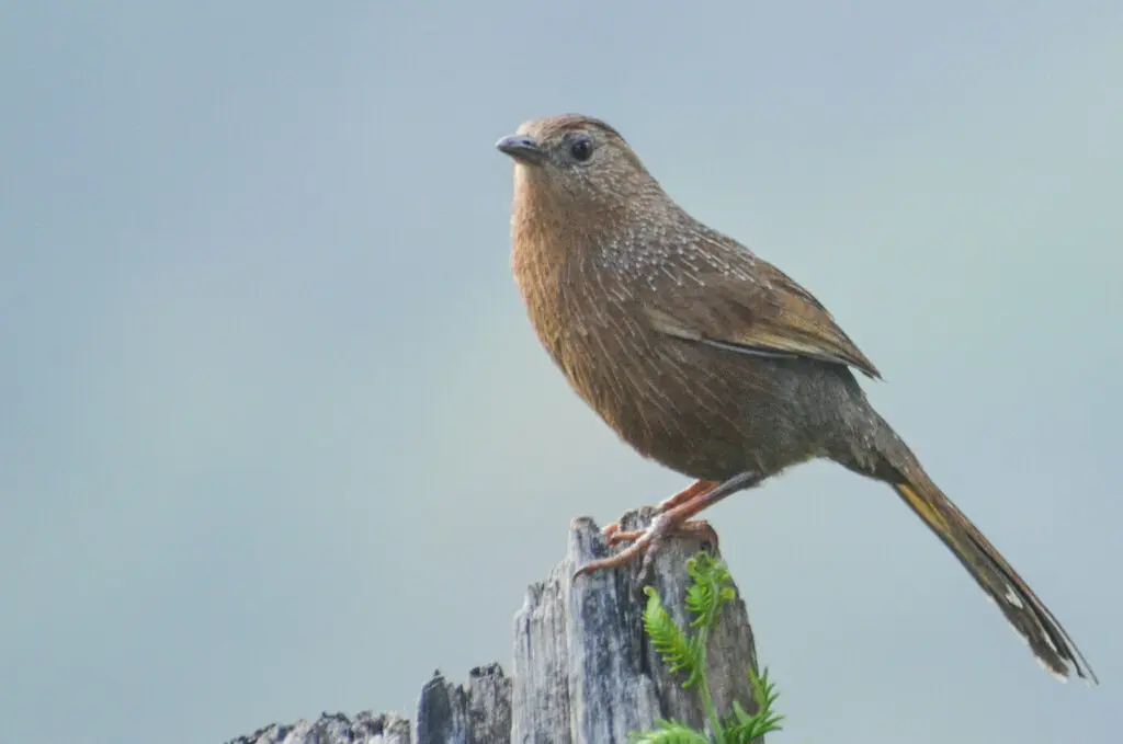 丽星噪鹛(Trochalopteron imbricatum)