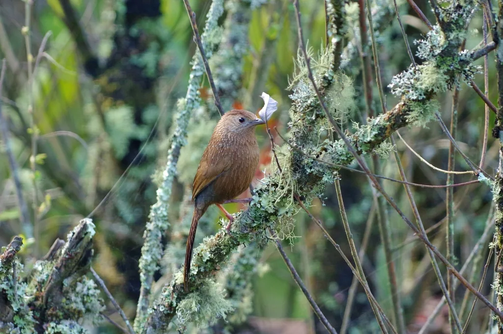 丽星噪鹛(Trochalopteron imbricatum)