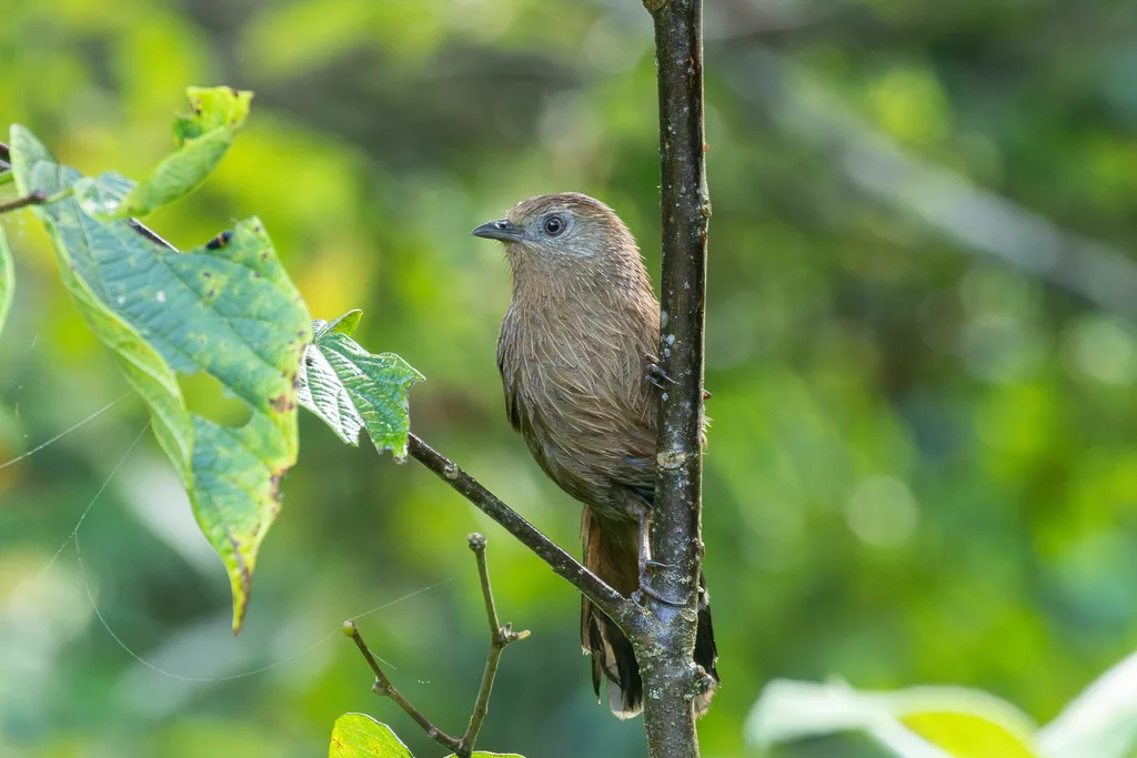 丽星噪鹛(Trochalopteron imbricatum)