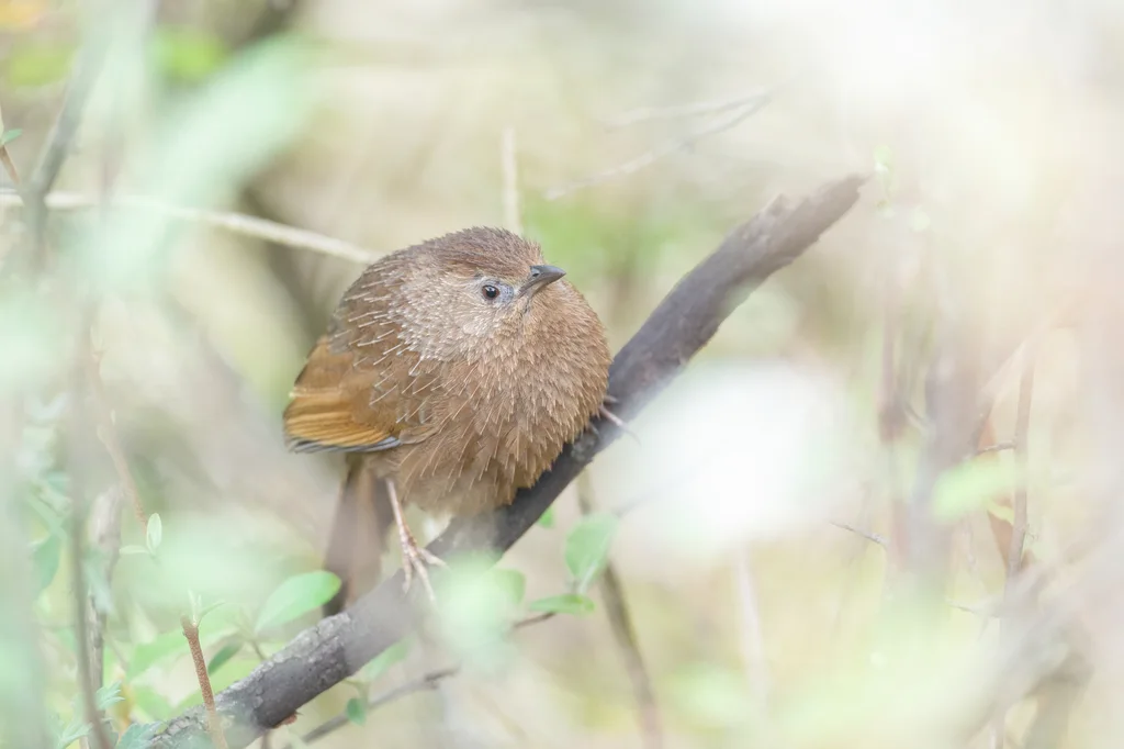 丽星噪鹛(Trochalopteron imbricatum)