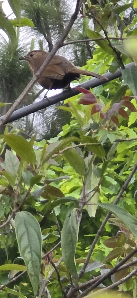 丽星噪鹛(Trochalopteron imbricatum)