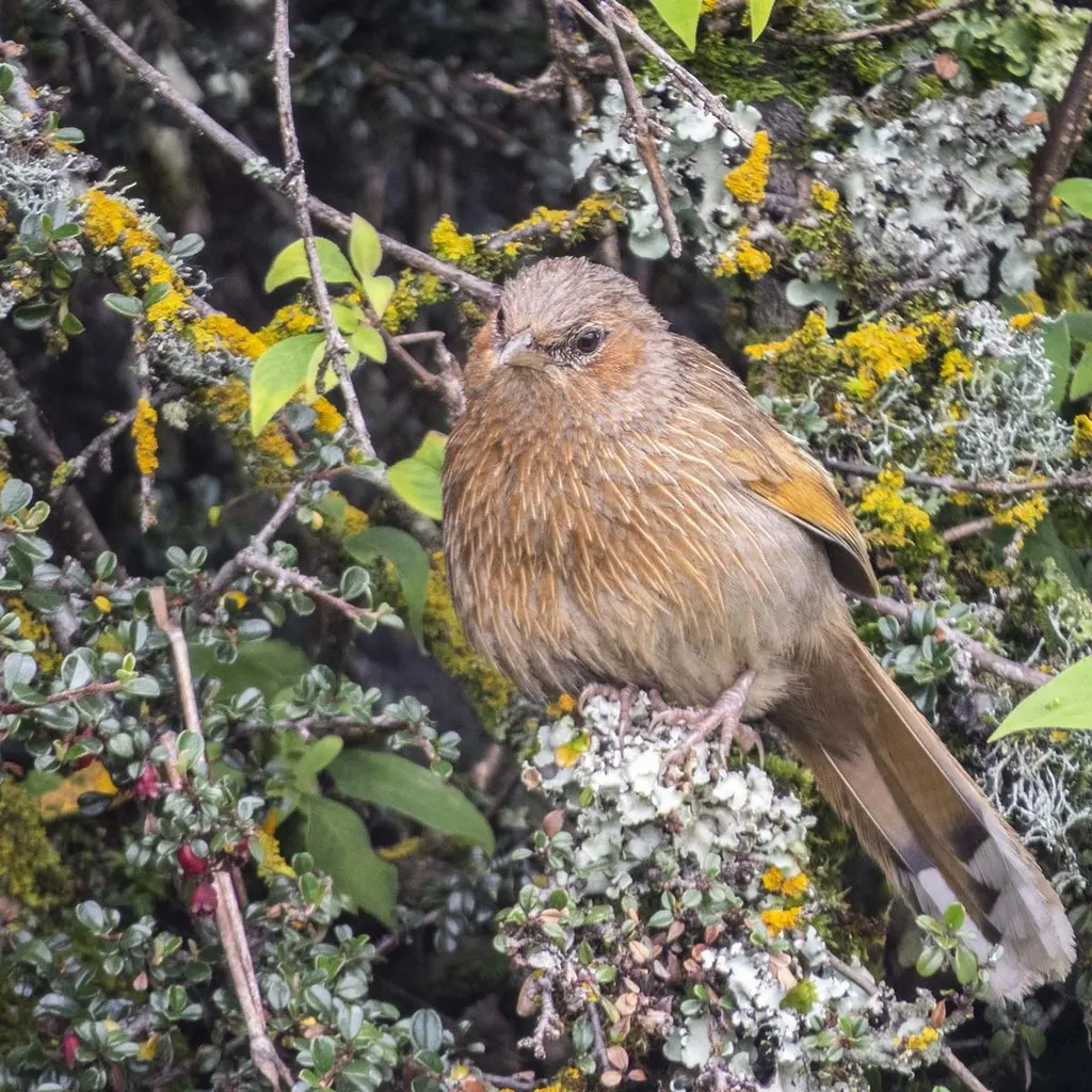 细纹噪鹛(Trochalopteron lineatum)